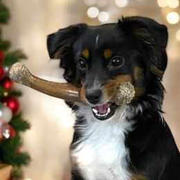 Miniature Australian Shepherds from Grace River Aussies