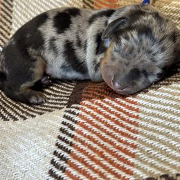 Dodge (blue) - Dapple male Dachshund puppy in Turlock, California from Valley Bassets & Dachshunds