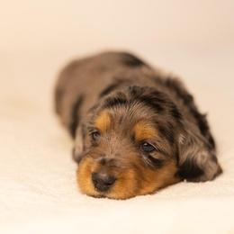 Black and tan dapple boy - Dapple male Dachshund puppy in Denison, Texas from Rising Dawn Dachshunds