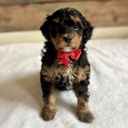 Rocket - Tri-color male Bernedoodle puppy in Munster, Indiana from Miranda’s Sunshine Poodles and Doodles