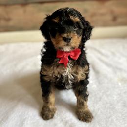 Rocket - Tri-color male Bernedoodle puppy in Munster, Indiana from Miranda’s Sunshine Poodles and Doodles