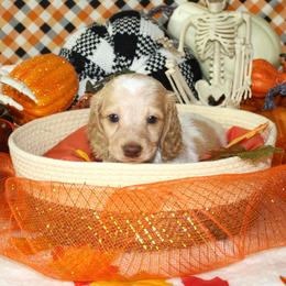 Krueger - Piebald male Dachshund puppy in Corbin, Kentucky from White River Valley Kennel
