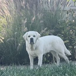 Bates - Labrador Retriever