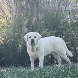 Bates - Labrador Retriever