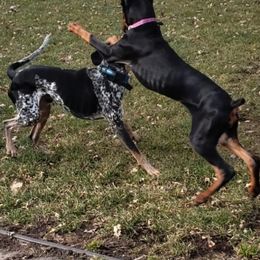 Doberman Pinschers from Brenda Snider