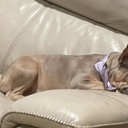 French Bulldogs from Glitz