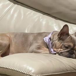 French Bulldogs from Glitz