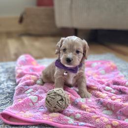 F1B Meet Pixie :) - Blenheim female Cavapoo puppy in Centerville, Iowa from Barnyard Dachshunds, Dals & Doodles