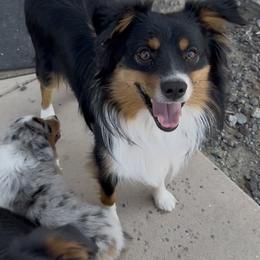 Buzz - Miniature American Shepherd