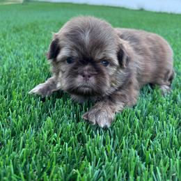 Pebble - Liver male Shih Tzu puppy in Porterville, California from Moore Shih Tzus