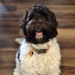 Vinney - Australian Labradoodle