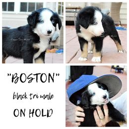 Boston - Black tri male Miniature American Shepherd puppy in Montpelier, Virginia from Copper Sky Aussies & Mini American Shepherds
