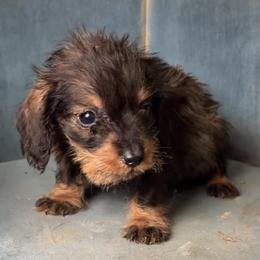 Ed - Wild boar female Dachshund puppy in Livingston, Kentucky from Illyria Dox & GSD