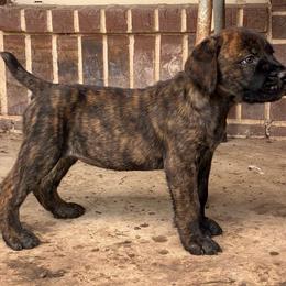 Girl 1 - Chestnut brindle female Cane Corso puppy in Sienna, Texas from Robinson Elite Corsos