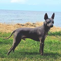 Archie - American Hairless Terrier