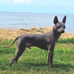 Archie - American Hairless Terrier