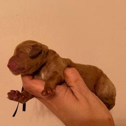 Violet - Red  female Goldendoodle puppy in Covington, Louisiana from MyKy Puppies
