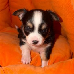 Tommy - Black and white male Chihuahua puppy in Amity, Pennsylvania from Rhoda and Verna