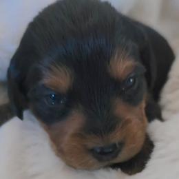 Woody - Tri-color male Labradoodle puppy in Centerville, Utah from Reid Wasatch Doodles