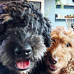 Goldendoodles from Golden Mountain Doodles