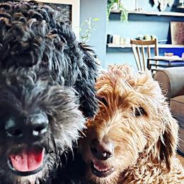 Goldendoodles from Golden Mountain Doodles