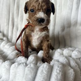 AKC Orange Collar - Red  male Poodle puppy in Powder Springs, Georgia from West Cobb Dogs