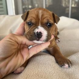 Cupid - Red female American Staffordshire Terrier puppy in Marietta, Georgia from Ambition Amstaffs