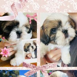 Girl 1 - Red and white female Shih Tzu puppy in Paso Robles, California from Encanto Shih Tzus by Darlene Madrigal