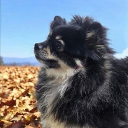 Oxalis - Pomeranian
