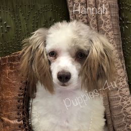 Poodle puppies from Puppies-4U