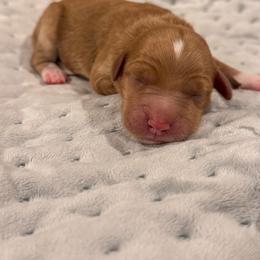 Branch - Red  male Goldendoodle puppy in Rose Hill, North Carolina from Red Door Canines