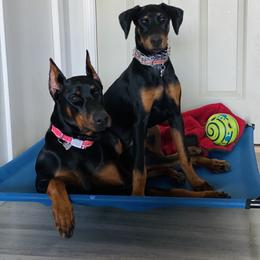 Doberman Pinscher Puppies from Jensen Dobermans