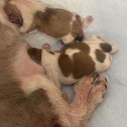 Shih Tzu Puppies from Wood Foo Breeders