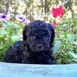 Cole - Black male Poodle puppy in Columbus, Mississippi from Rocky Road Kennel