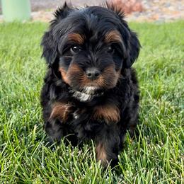 Leia - Phantom female Bernedoodle puppy in Ogden, Utah from Salty Point Doodles