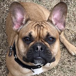 Coco - French Bulldog