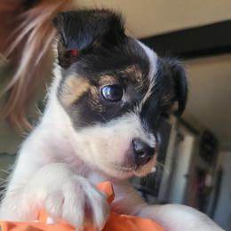 Natasha - Black and white female Parson Russell Terrier puppy in Apple Valley, California from Jumping Jack's Russell Terriers