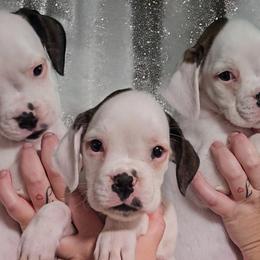 Girl 1 (Arrow) - White Boxer puppy in Lafayette, Tennessee from Silver Rain