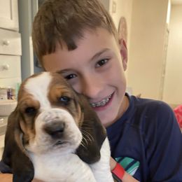 Basset Hound Puppies from Maple Farm Bassets