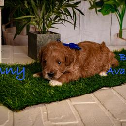 Danny - Red  male Goldendoodle puppy in Syracuse, Utah from 2 Bros Doodles