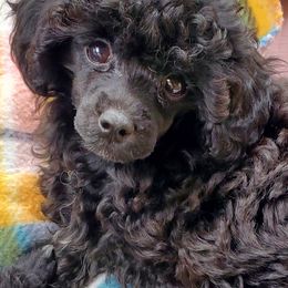 Poodle Puppies from Joanies Poodles