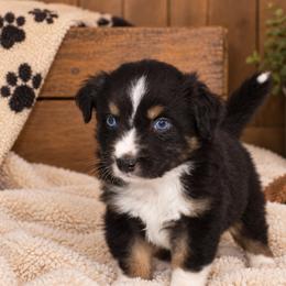 Bourbon - Black tri-color male Australian Shepherd puppy in Placerville, California from BFF Aussies