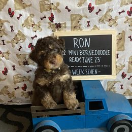 Ron - Phantom Bernedoodle puppy in Paw Paw, Michigan from Ockerdoodle Puppies