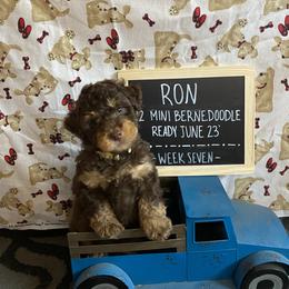Ron - Phantom Bernedoodle puppy in Paw Paw, Michigan from Ockerdoodle Puppies