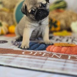Hillary - Fawn female Pug puppy in Arthur, Illinois from Perfect Pugs