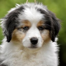 Australian Shepherd and Miniature American Shepherd Puppies from Bright Heart Aussies & Miniature American Shepherds