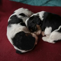 Cavalier King Charles Spaniel Puppies from CreekSong Farm Companions