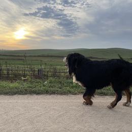 Bernese Mountain Dog All Grown Up from Diamond U Berners
