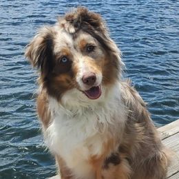 Australian Shepherds from Lakeside Aussies