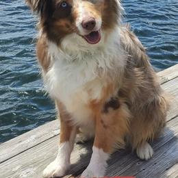 Australian Shepherds from Lakeside Aussies